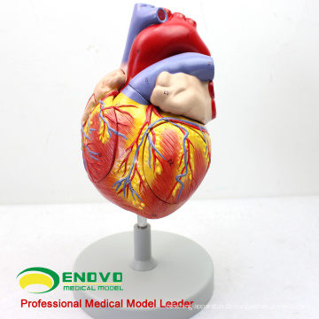 HEART04 (12480) Medizinische Wissenschaft Menschliches Herz Anatomisches Modell